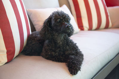 Dog lying down on sofa