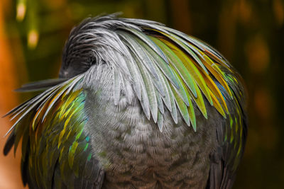 Close-up of a bird