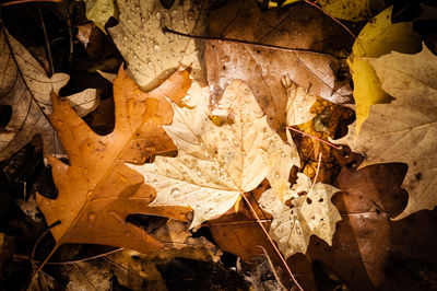 Close-up of autumnal leaves