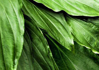 Full frame freshness tropical leaves surface texture in dark tone as rife nature background
