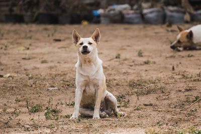 Portrait of dog sitting on field