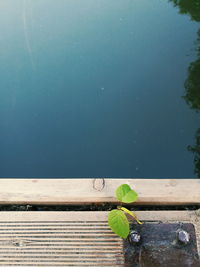 High angle view of plant on table by lake