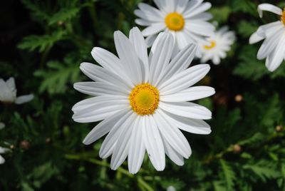 Close-up of white flower