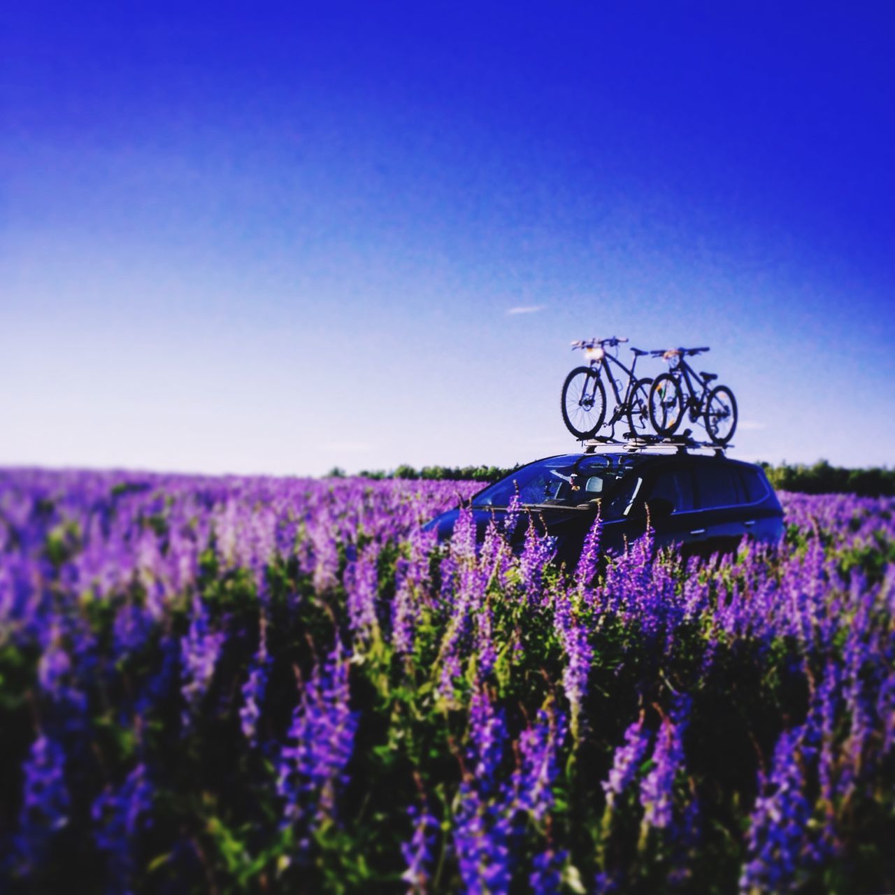 blue, clear sky, flower, copy space, purple, plant, field, beauty in nature, nature, tranquility, landscape, growth, outdoors, sky, day, tranquil scene, bicycle, no people, fragility, scenics