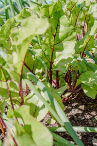 High angle view of plants growing on field