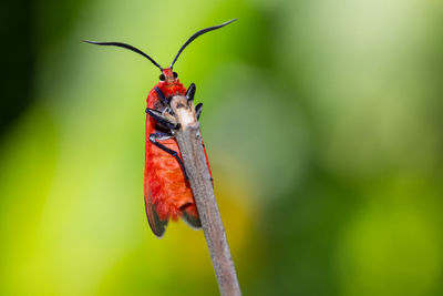 Close-up of insect