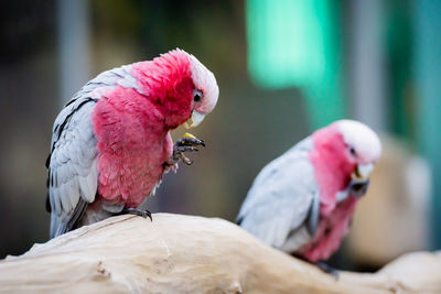 Close-up of parrot