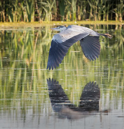 Bird flying over lake