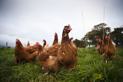  free range chickens in a field