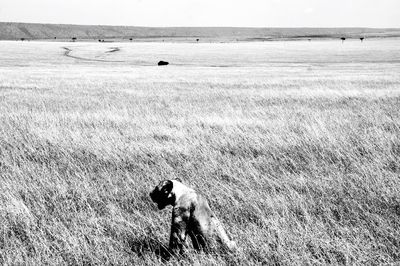 View of dog on beach