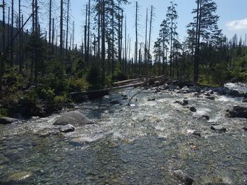 Stream flowing through rocks in forest