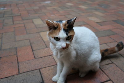 Portrait of cat sitting outdoors