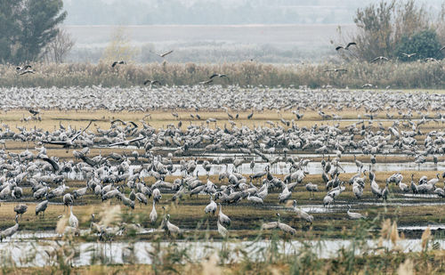 Flock of birds on field