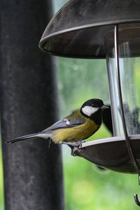 Close-up of bird perching on feeder