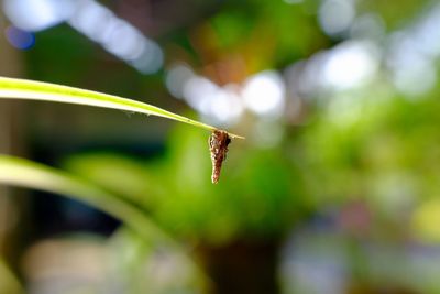 Close-up of spider on web