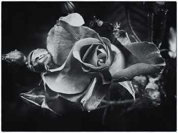 Close-up of wilted rose against black background