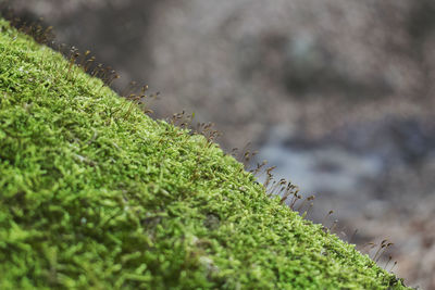 Close-up of cactus