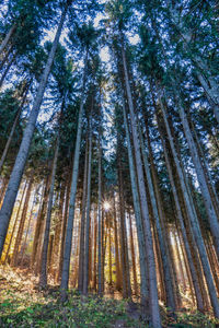 Low angle view of bamboo trees in forest