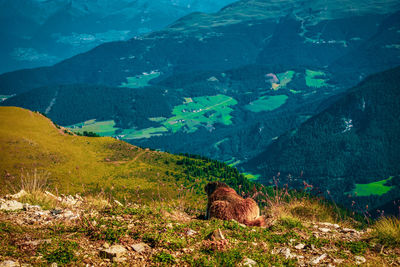 A marmot in the dolomites, italy.