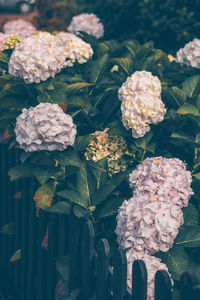 Close-up of hydrangea flowers