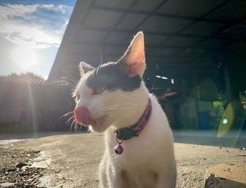 Close-up of a cat