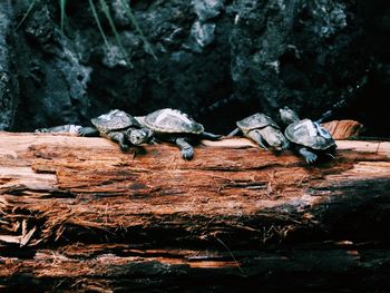 Baby turtles on a log