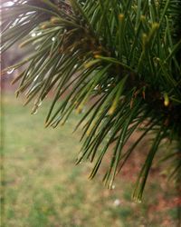 Close-up of pine tree leaves