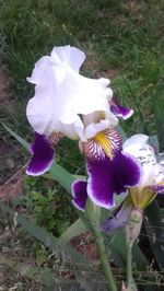 Close-up of purple flowers blooming outdoors