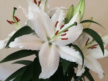 Close-up of white flowers blooming outdoors