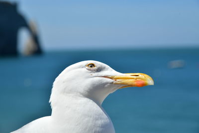 Close-up of seagull against blue sky