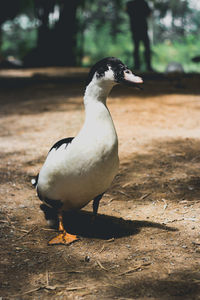 Close-up of bird perching on a field