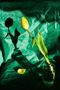Still life tulip green shadow vase