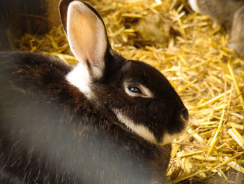 Close-up of rabbit