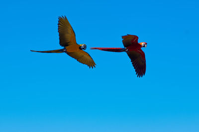 Low angle view of bird flying against clear blue sky