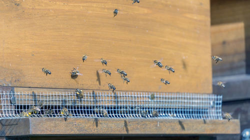 High angle view of bees on wood