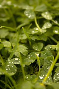 Full frame shot of fresh green leaves