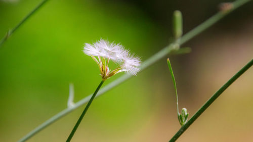 Close-up of dandelion on plant