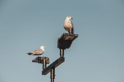 Low angle view of seagull perching on a bird