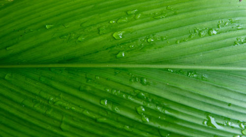 Full frame shot of raindrops on green leaves