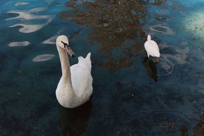 High angle view of swans swimming in lake