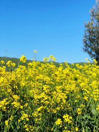 Yellow flowers in field