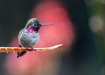 Close-up of bird perching on plant