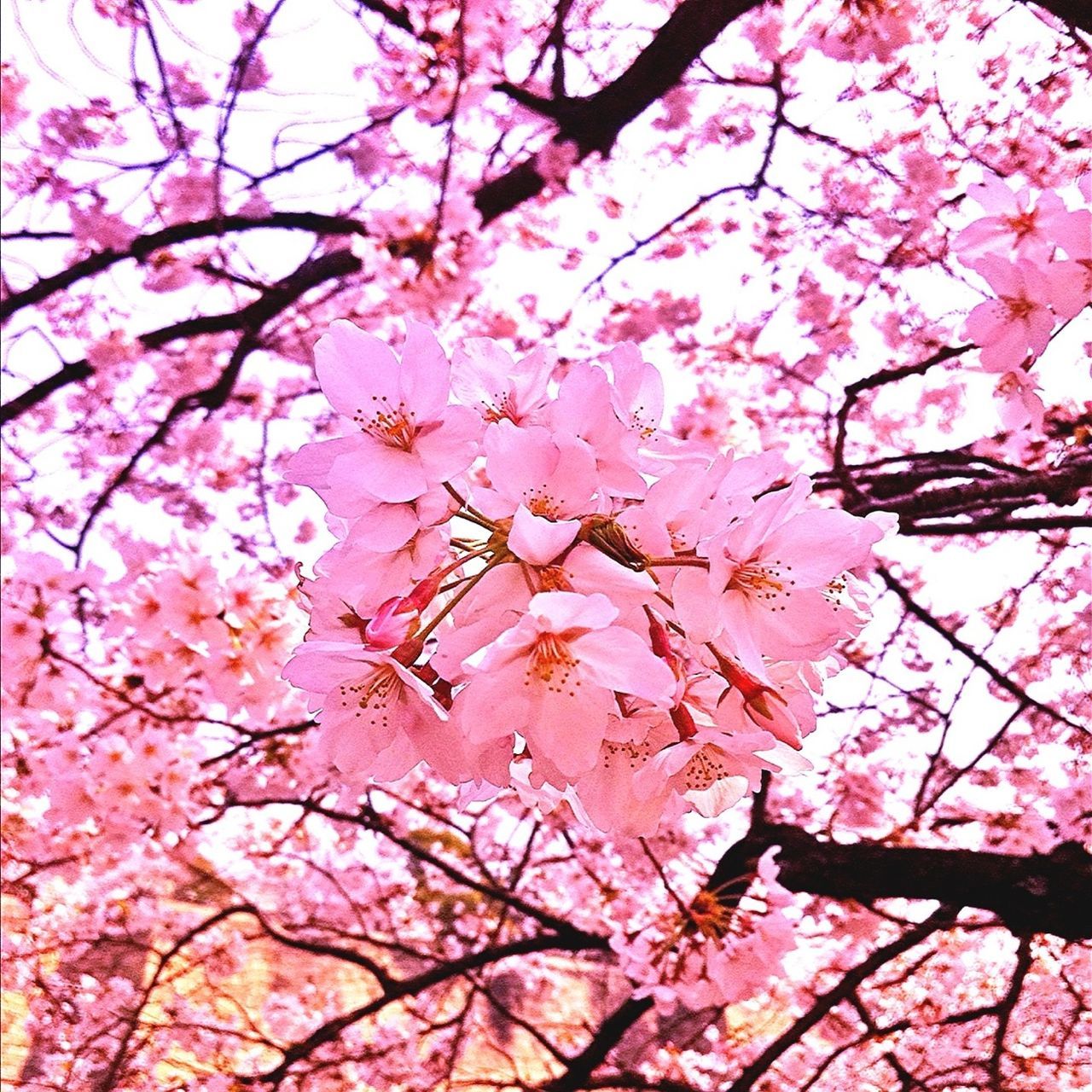 Blissfully Blossoms in Japan