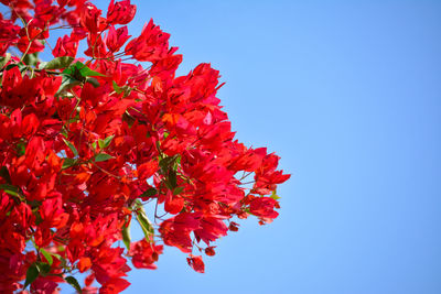 Low angle view of red flowering plant against clear blue sky