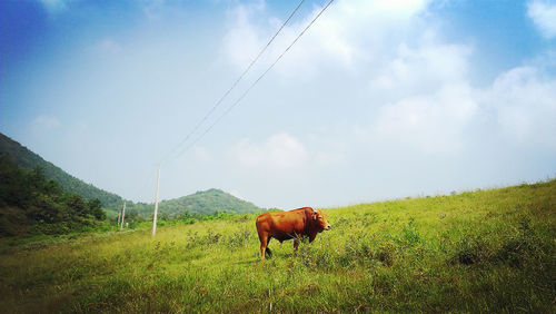 Horses grazing on grassy field