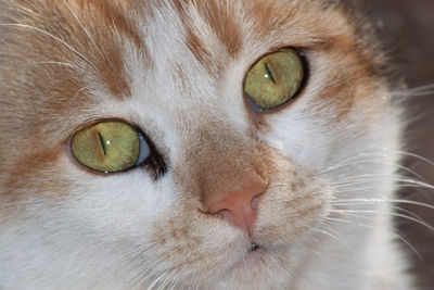 Close-up portrait of a cat