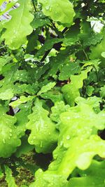 High angle view of raindrops on leaves