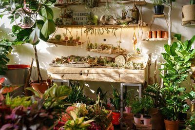 Potted plants at market stall