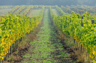 Scenic view of vineyard