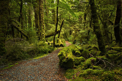 Trees growing in forest